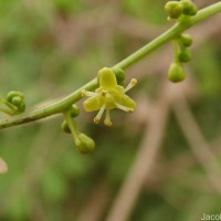Tinospora cordifolia (Willd.) Hook.f. & Thomson